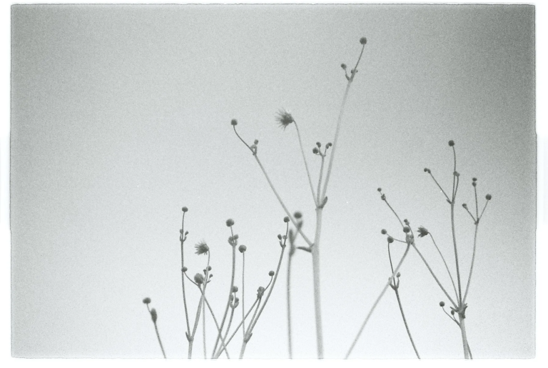 Black and white photograph of delicate plant stems reaching upward in stillness