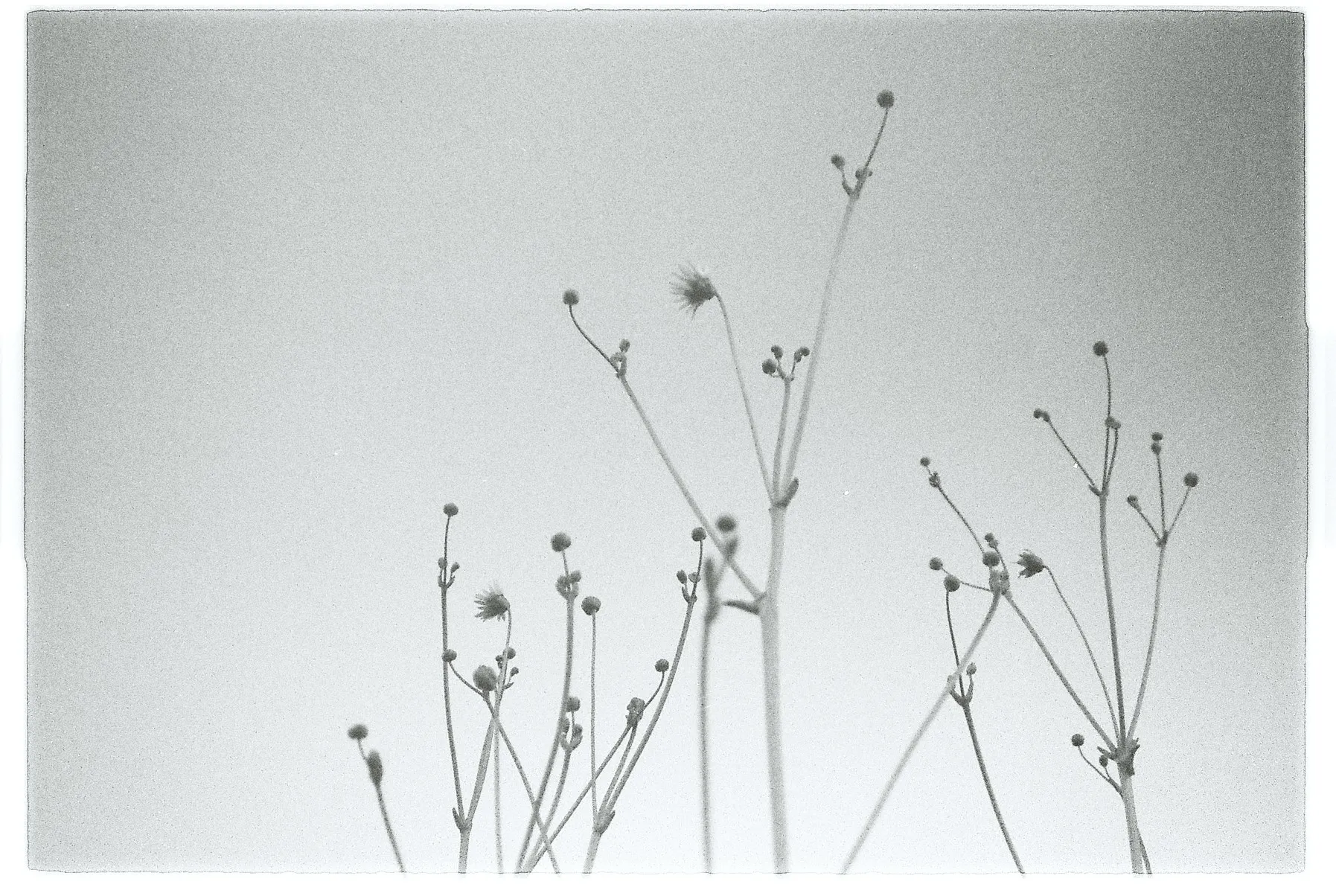 Black and white photograph of delicate plant stems reaching upward in stillness