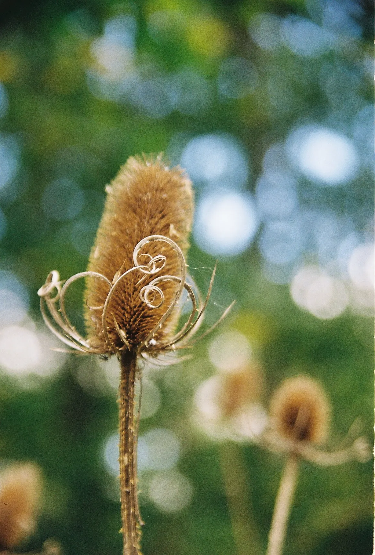 Wild Elegance