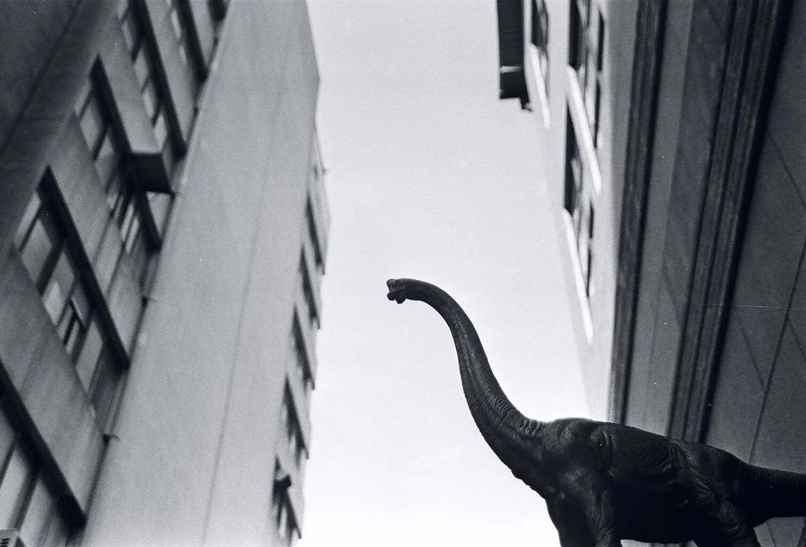 A small dinosaur sculpture rising between tall city buildings in black and white, film photography by Percy Lin 2015