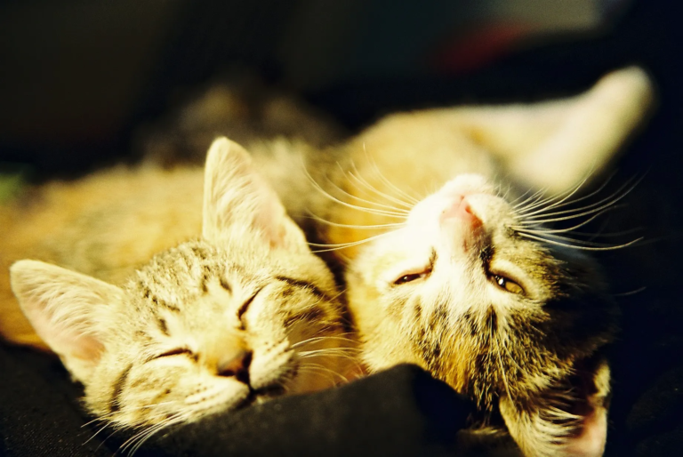 Two tabby cats sleeping closely together on a blanket, their faces touching gently in warm indoor light — film photography by Percy Lin 2000