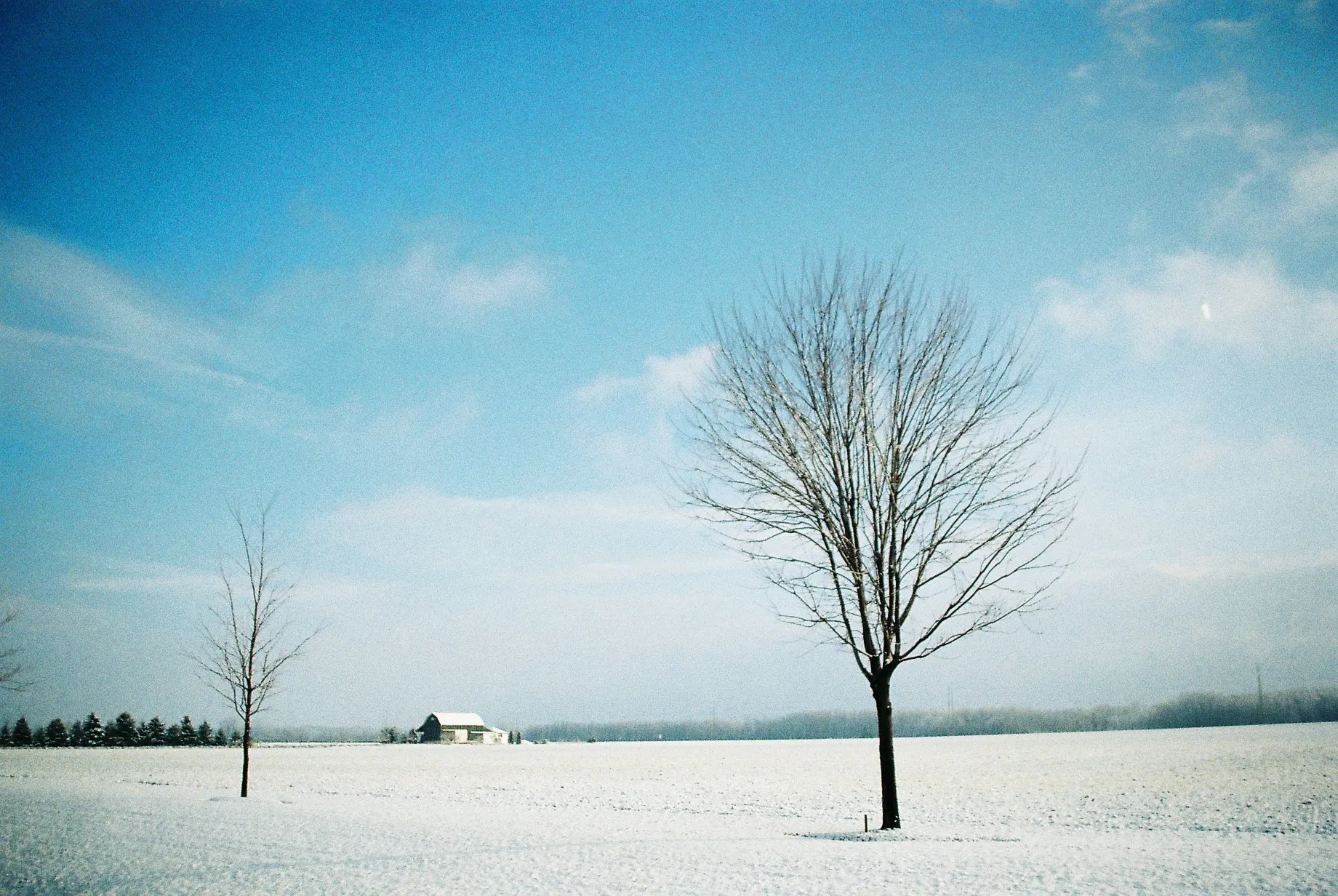 Two leafless trees standing in a wide snowy field near Simcoe, Ontario under a quiet winter sky — film by Percy Lin 2016