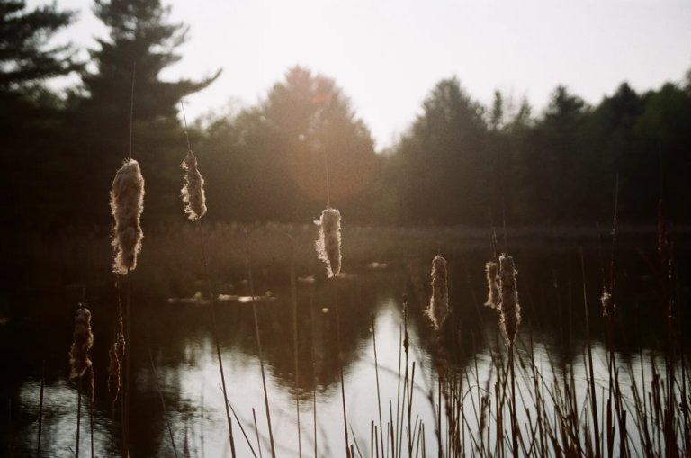 Reeds beside a quiet lake at sunset in Ontario, captured on film photography by Percy Lin, 2015.